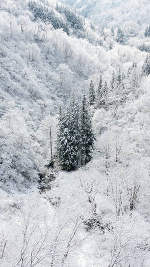 冬季常綠樹的雪覆蓋森林