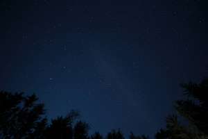 黑暗的松樹剪影框住了一個繁星點點的夜空，銀河清晰可見。