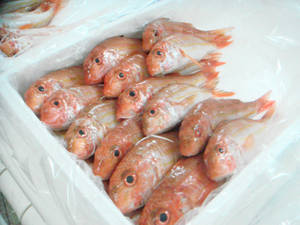 市場攤位上白色塑膠容器中展示的新鮮粉紅色魚。