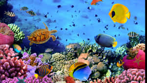 色彩繽紛的珊瑚礁，熱帶魚和海龜在水下游泳。 — 水下 壁紙