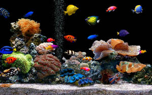 色彩繽紛的熱帶魚在黑暗的水族箱中穿梭於珊瑚之間。