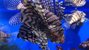 獅子魚在藍色水族箱中游泳，背景有珊瑚。