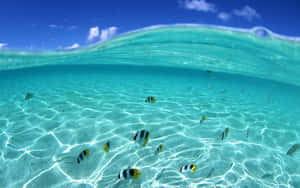 熱帶海底場景，魚兒在清澈藍色海水中游過沙底。 — 海灘 壁紙