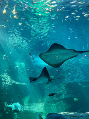 兩條魔鬼魚在岩石地形的陽光水族館中穿梭於魚群之間。 — 水下 壁紙