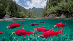 紅色三文魚在清澈碧綠的河流中游動，周圍是綠色的森林山脈和岩石海岸。 — 水下 壁紙