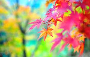 秋季鮮紅楓葉特寫，色彩繽紛的模糊背景。 — 秋天 壁紙