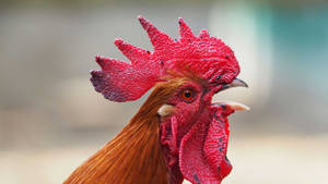公雞的特寫，有紅色雞冠和肉垂。 — 動物 壁紙