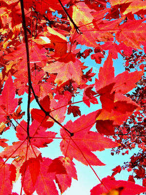 秋季晴朗藍天下鮮紅的楓葉。 — 紅色美學 壁紙