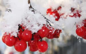 冬日樹枝上覆蓋著雪的一簇紅色漿果。 — 16:10 壁紙