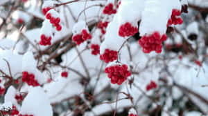 冬日積雪覆蓋的樹枝上掛著鮮紅的漿果。 — 水果籃 壁紙