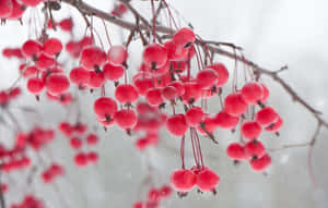 冬季雪枝上的一簇簇紅漿果。 — 冬日美學 壁紙