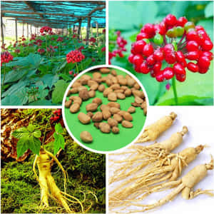 在棚架下生長的帶有紅色漿果的人參植物、從苔蘚中長出的綠色根莖以及白色表面上的乾人參根。