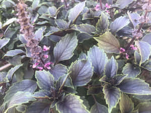 紫色羅勒植物，粉紅色花朵和綠色葉子在花園中 — 紫色花朵 壁紙