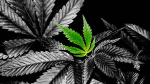 一片綠色大麻葉在黑白葉片中凸顯。