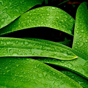 深色背景下覆蓋著露珠的綠色葉子特寫 — 植物 壁紙