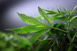 室內柔和焦點下的鮮綠色大麻植物葉子 — MacBook Pro M2 壁紙