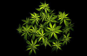 在黑色背景上發光的綠色大麻葉簇。 — 淺綠色美學動態圖 壁紙