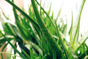 蘆薈植物的特寫，帶有尖刺葉片和半透明凝膠斑點。 — MacBook 壁紙