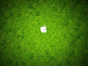 白色Apple標誌在鮮綠色草地上，伴隨著小黃花。