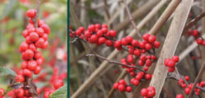 自然環境中細枝上的一簇簇鮮紅色漿果。 — 水果 壁紙