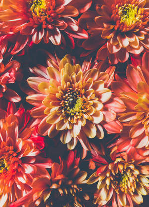 色彩繽紛的菊花特寫，花瓣呈橙紅色，花心為黃色。 — 花卉 iPhone 壁紙