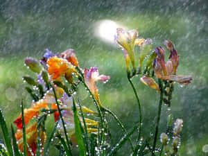 色彩繽紛的花朵覆蓋著雨滴，陽光穿過落下的雨水照射進來。 — 春天 壁紙