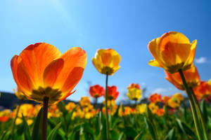 在明亮的藍天下，陽光穿透的橙色和黃色鬱金香田。 — 春季 壁紙