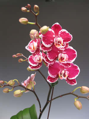 粉紅色和白色蘭花與綠色花蕾和葉子的特寫。 — 粉紅花朵 壁紙