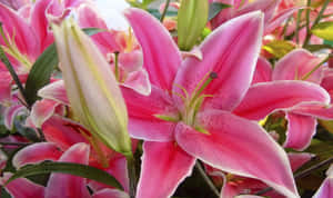 粉紅百合，綠色莖幹，帶露水的花瓣，在明亮的陽光下。 — 粉紅花朵 壁紙