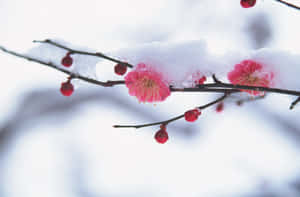 冬日枝頭上，粉紅梅花在雪中綻放。 — 冬日美學 壁紙