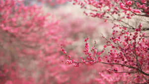 盛開的粉紅色櫻花枝條，背景柔和模糊。 — 熱氣球 壁紙