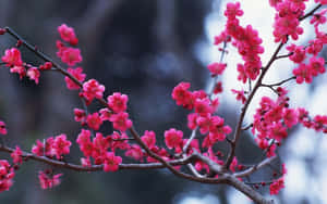 粉紅色櫻花在深色樹枝上綻放，呈現柔和焦點的冬日場景。 — 冬日美學 壁紙