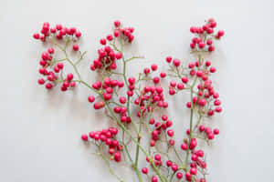 白色背景上綠色莖上的粉紅色漿果 — 淺粉紅色美學動圖 壁紙