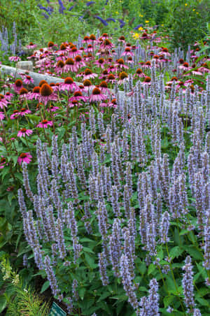 一個充滿粉紅色紫錐花和紫色花穗的花園。 — 2:3 壁紙
