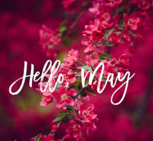 帶有綠葉和白色草書文字hello may的粉紅色花枝