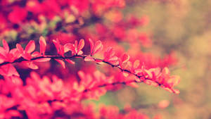樹枝上的粉紅色秋花，背景模糊 — 淺粉紅色美學動圖 壁紙