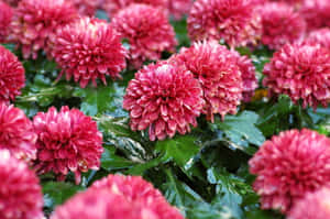 一簇粉紅色菊花，綠葉上閃爍著露珠。 — MacBook 壁紙