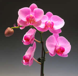 粉紅色蘭花，帶有花蕾，綠色莖幹，灰色背景。 — 唯美花朵動圖 壁紙