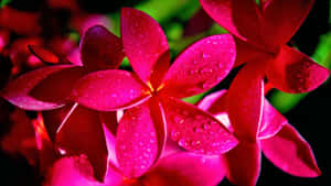 粉紅色雞蛋花的特寫，花瓣上有水滴。 — 粉紅花朵 壁紙