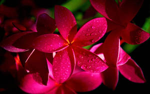 深色環境中花瓣上帶有水珠的粉紅色雞蛋花 — 粉紅花朵 壁紙