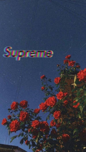 紅玫瑰在星空下，帶有故障效果的Supreme標誌。 — 藍色 壁紙