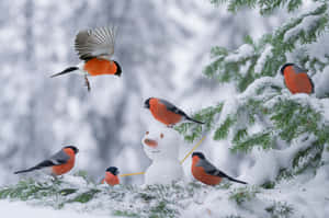 紅胸鳥聚集在雪林中的雪人周圍。 — 冬日美學 壁紙