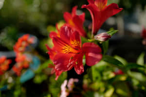 陽光花園中帶有橙色花心的紅色六出花 — Surface Pro 壁紙
