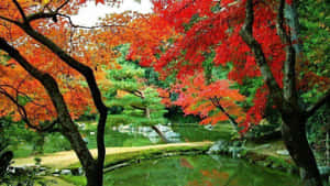秋天的楓樹環繞著傳統日本庭園中的平靜池塘。 — 湖 壁紙
