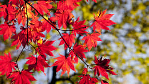 鮮豔的紅色楓葉掛在樹枝上，襯著藍天和綠葉。 — 秋天 壁紙
