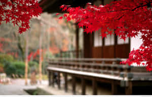 紅色楓葉框住秋日花園中的木造日式門廊。 — MacBook Air M3 壁紙