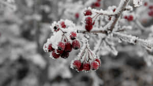 冬日白雪覆蓋的樹枝上結霜的紅色漿果。 — 水果 壁紙