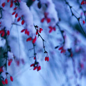 冬日場景中，雪覆蓋的樹枝上掛著紅色漿果，背景模糊。 — 冬日美學 壁紙