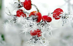 雪景中結霜的多刺樹枝上掛著鮮紅的漿果 — 冬日美學 壁紙