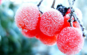 冬季雪枝上覆蓋霜的紅色漿果。 — 水果籃 壁紙